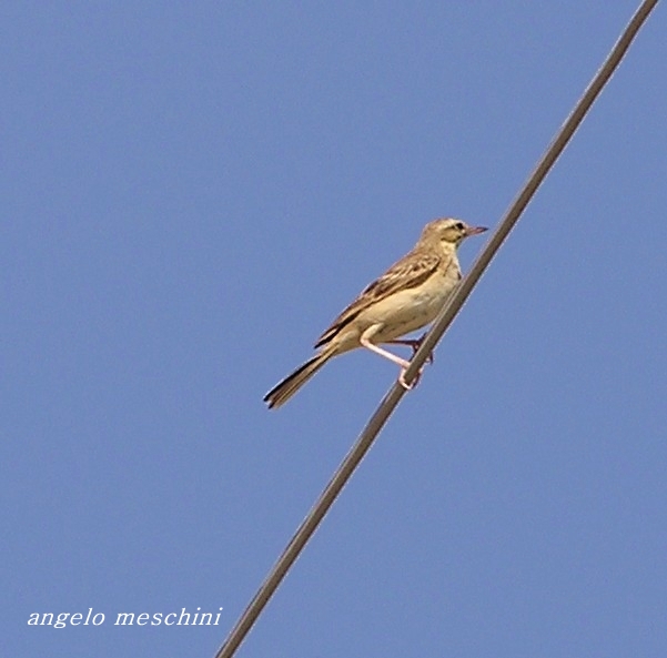 Il Calandro - Anthus campestris